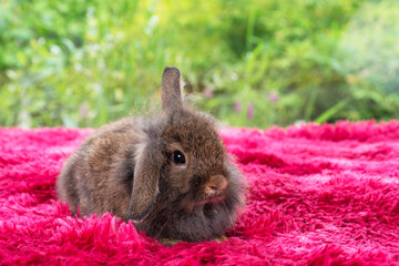 Infant rabbit ears bunny lying down testing on soft red carpet over green bokeh natural background....