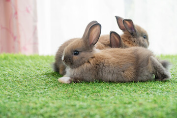 Adorable baby rabbits ears bunny sitting together on the green grass. Family tiny furry baby brown white bunny rabbits playful on the meadow. Easter family animal pet bunny concept.