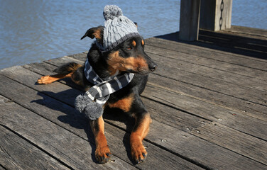Cute kelpie (Australian breed of sheep dog) wearing a beanie and scarf - with copy space.