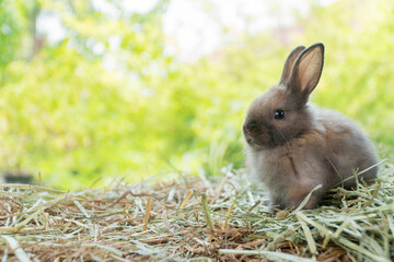 Little baby rabbit bunny playful on dry straw over bokeh spring green background. Healthy cuddle fluffy hair brown rabbit bunny sitting on natural with sunlight summer time. Easter pet animal concept