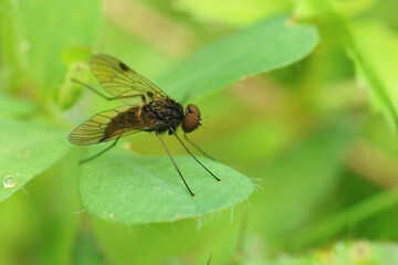 Closeup on the Black snipefly, Chrysopilus cristatus sitting on green leaf