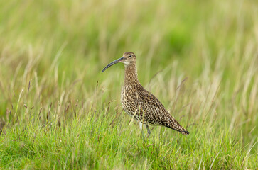 Adult Curlew in Springtime, facing left in natural moorland habitat on the North Yorkshire Moors, UK. IUCN Red-listed bird. Scientific name: Numenius Arquata.  Clean background.  Copy space.