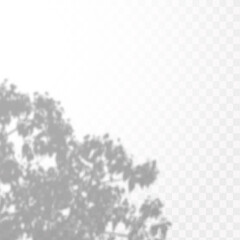 Realistic shadow of tropical leaves or branches on transparent checkered background. The effect of overlaying shadows. Natural light layout.
