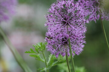bee sits on pink flowers