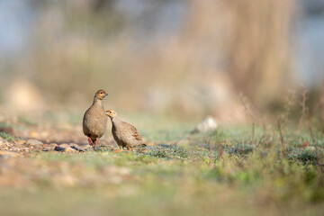Grey francolin feeding in morning 