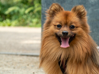 Portrait of a red spitz dog.