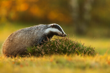 European badger (Meles meles) with a beautiful colourful autumn background
