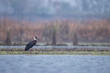 Woolly-necked stork (Ciconia episcopus)