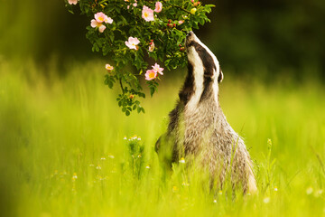 European badger (Meles meles) sniffing the rose bush © michal