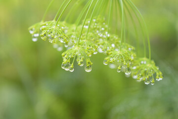 雨のしずくとディル