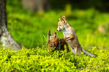 Naklejka na ściany i meble red fox (Vulpes vulpes) found a dead squirrel