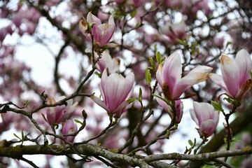 Magnolienblüten