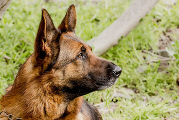 Beautiful dog breed German Shepherd on a clear spring day.