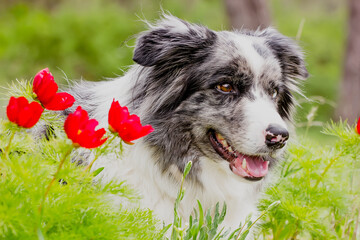 Border collie dog with red flowers on a clear spring day.