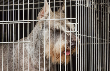 Beautiful sad dog in a cage on a sunny day .
