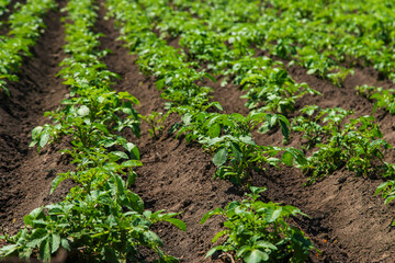 Potato grows in the garden. Selective focus.