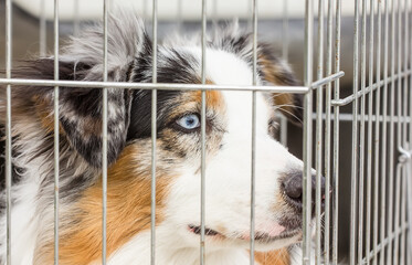 Beautiful dog in a cage with sad eyes on a clear day