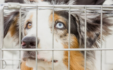 Beautiful dog in a cage with sad eyes on a sunny day .