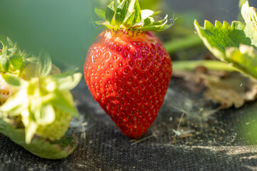 Agriculture background with new harvest of sweet fresh outdoor red ripe tasty strawberry, growing outside in soil