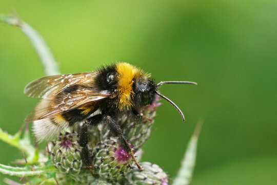 Closeup on a fluffy vestal cuckoo bumblebee, Bombus vestalis , sitting on a closed thistle flowerbud