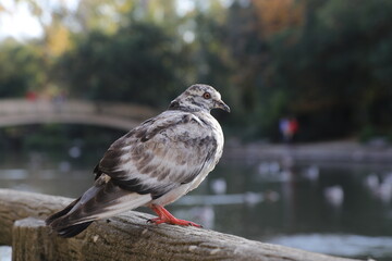 A pomba do parque