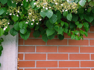 Fototapeta na wymiar Brick wall and climbing plants.