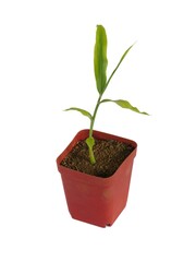 Turmeric tree growing in pot isolated on white