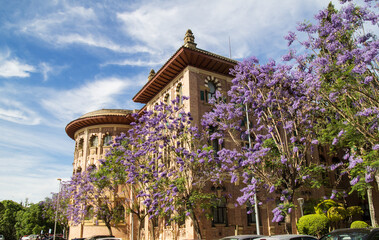 Exterior of the Cordoba University building with beatiful lila jacaranda trees, Adanlusia, Spain