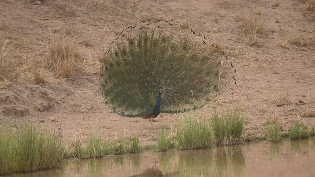 4K footage of Indian Blue Peacock dancing and displaying his feathers fully open to attract a female at Bandhavgarh India.