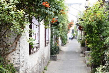 An alley full of flowers