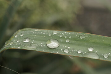 water drops on plant leaves
