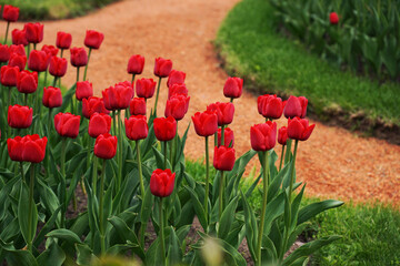 Fototapeta premium Red tulips background. Beautiful tulip in the meadow. Flower bud in spring. Flowerbed with flowers. Tulip close-up. Red flower