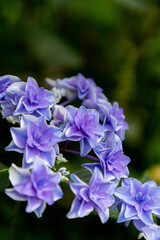 八重咲き紫陽花