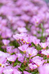 ヒルザキツキミソウ