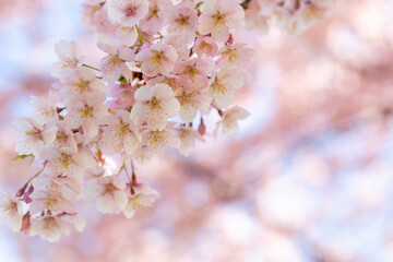 桜・ソメイヨシノ