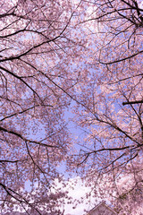 青空とソメイヨシノ・桜
