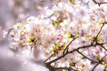 桜・ソメイヨシノ