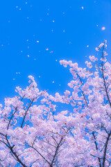 ソメイヨシノ・桜