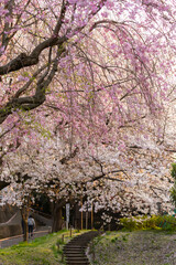 枝垂れ桜とソメイヨシノ