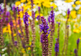 Purple flowers in field of flower with yellow flowers