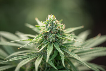 Cannabis plant, Marijuana flowers with yellow stigmas and green leaves with trichomes. Growing cannabis.