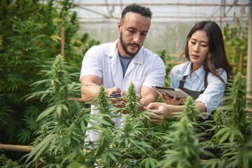 Professional researcher working in hemp field, Cannabis Sativa Research Concepts CBD Oil Herbal Medicines.