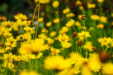 Beautiful yellow flowers in a field of flowers