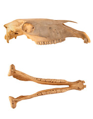 Horse skull anatomy isolated on white background (different projections).
