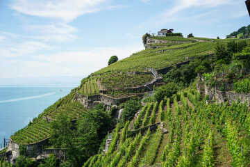 Lavaux, with its vineyard-covered terraces overlooking Lake Geneva, is one of Switzerland's...