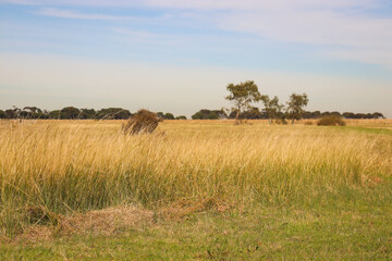 landscape with long grass in field