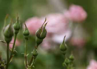 Green rose buds