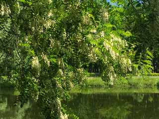 View of flowers white acacia and lake in the park on a summer day
