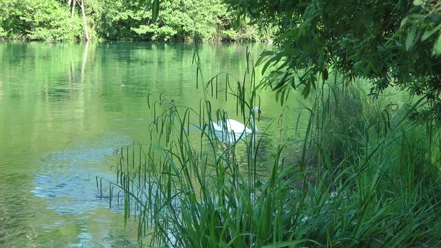 Swan (Adda river, Italy)