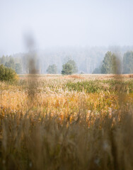 A small  fov shot on a tree in the field with a fog on background